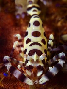 Periclemenes colemanii by Alex Varani 